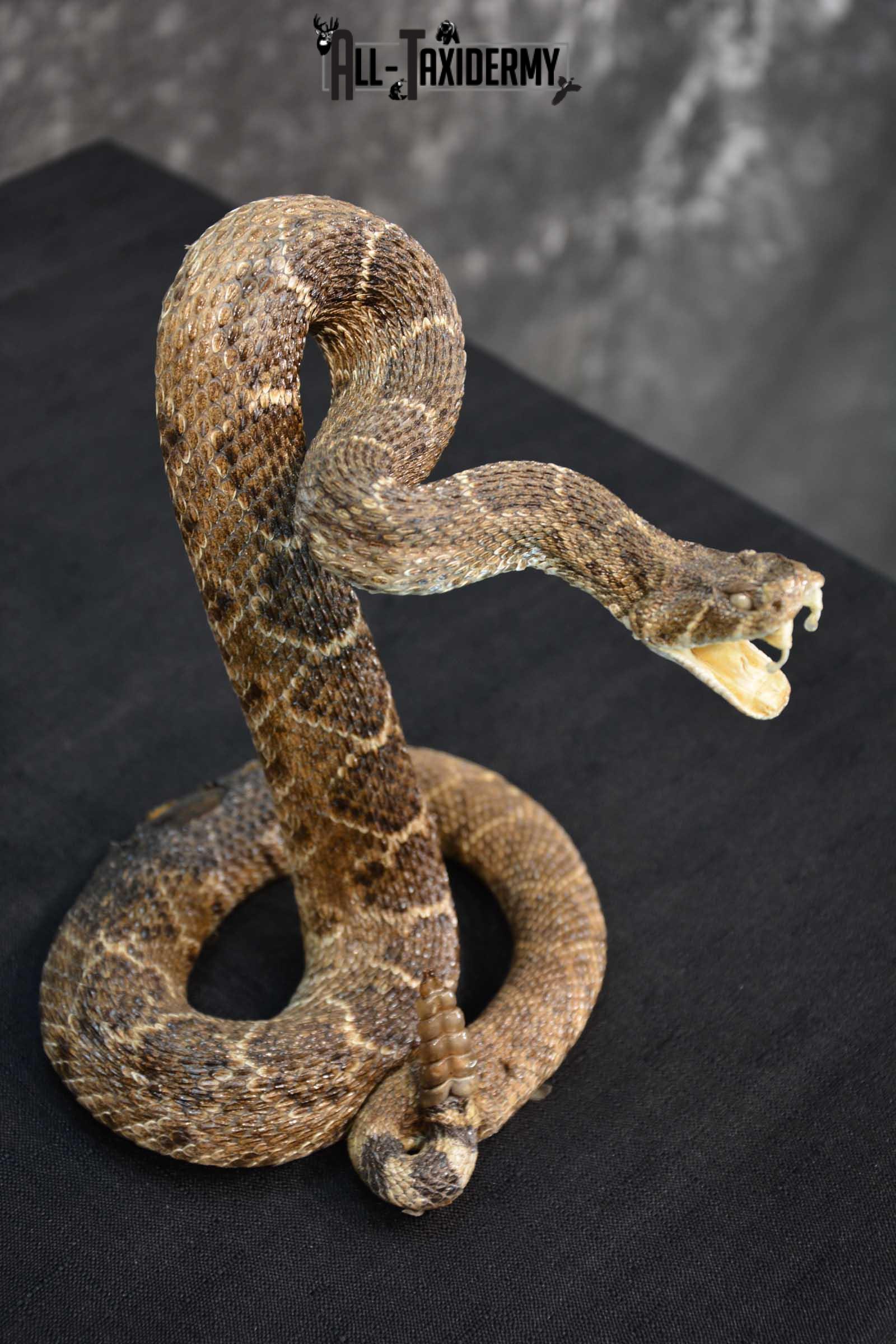 Diamondback Rattle Snake taxidermy mount for sale SKU 1743 - Image 2