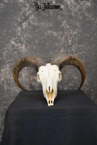 Aoudad European Skull taxidermy for sale SKU 1760