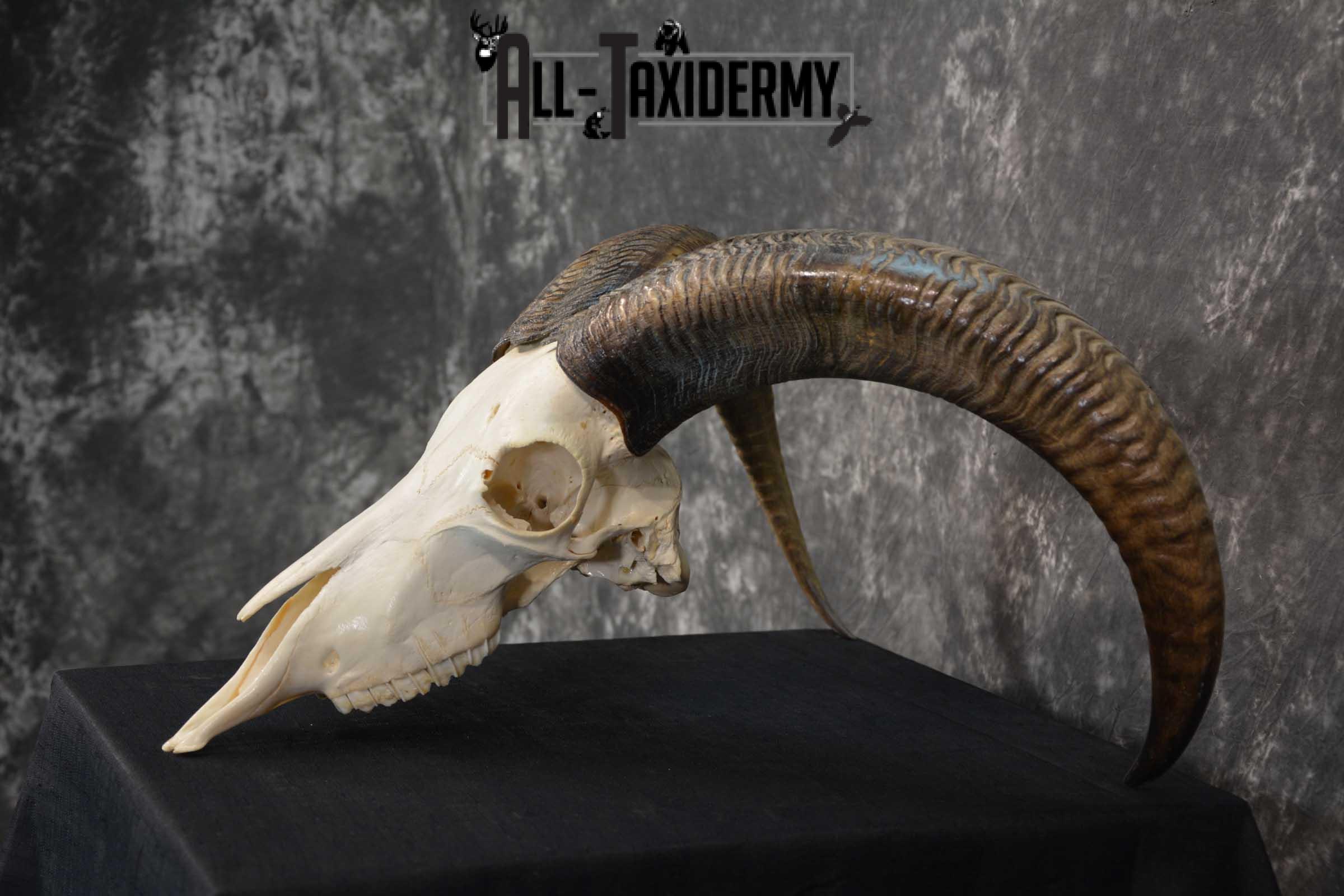 Aoudad European Skull taxidermy for sale SKU 1760 - Image 4