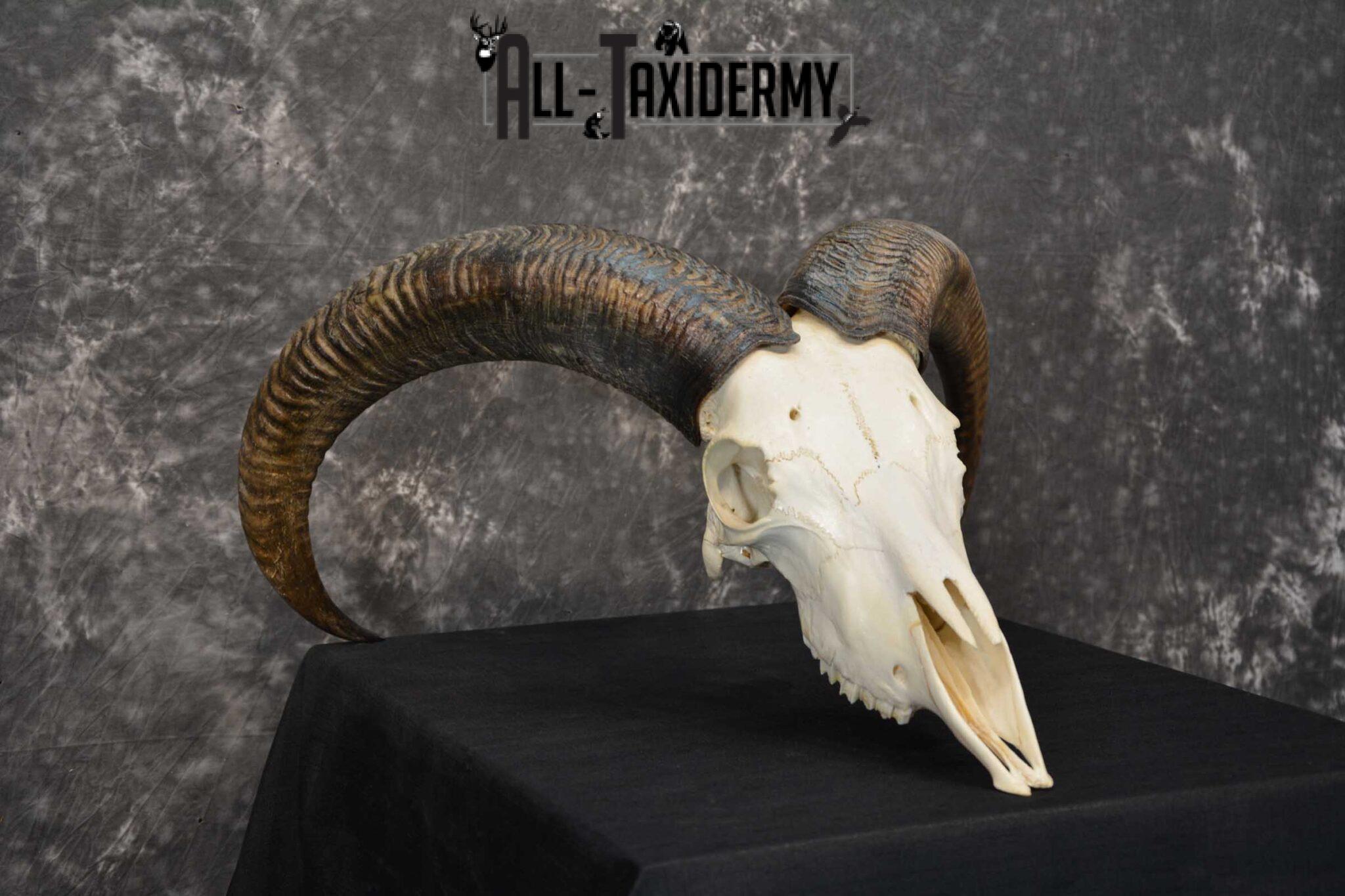 Aoudad European Skull taxidermy for sale SKU 1760 All Taxidermy