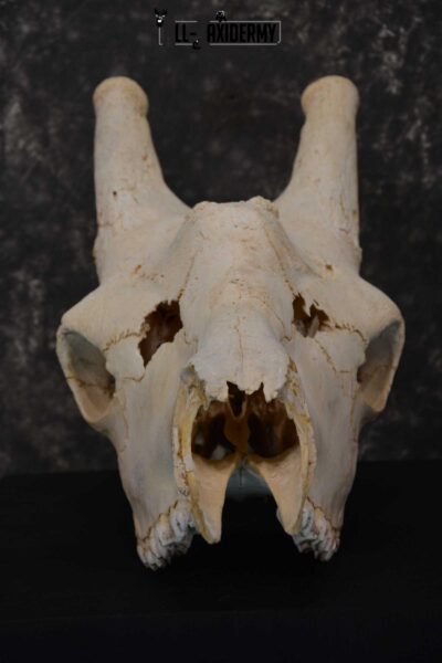 Giraffe Skull taxidermy for sale SKU 1763
