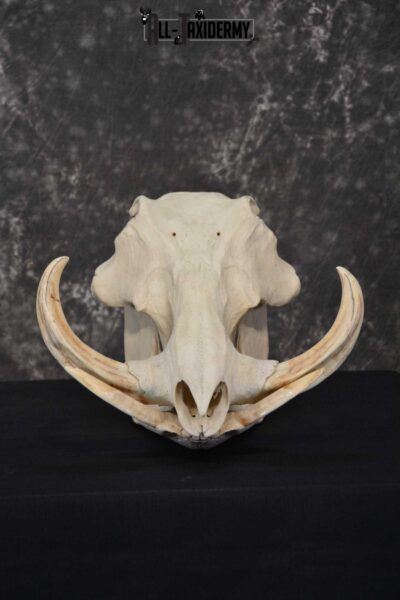 Warthog European Taxidermy Skull for sale SKU 1761