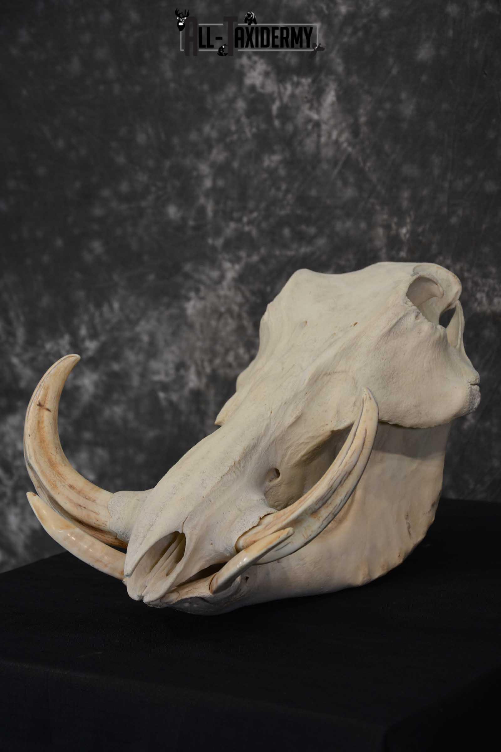 Warthog European Taxidermy Skull for sale SKU 1761 - Image 5