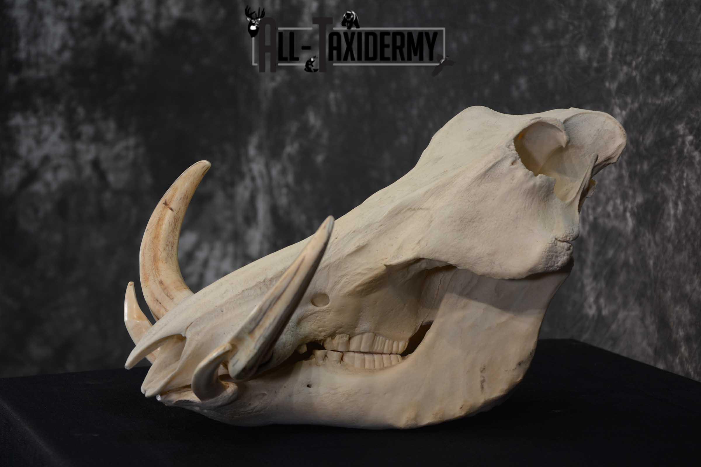 Warthog European Taxidermy Skull for sale SKU 1761 - Image 4
