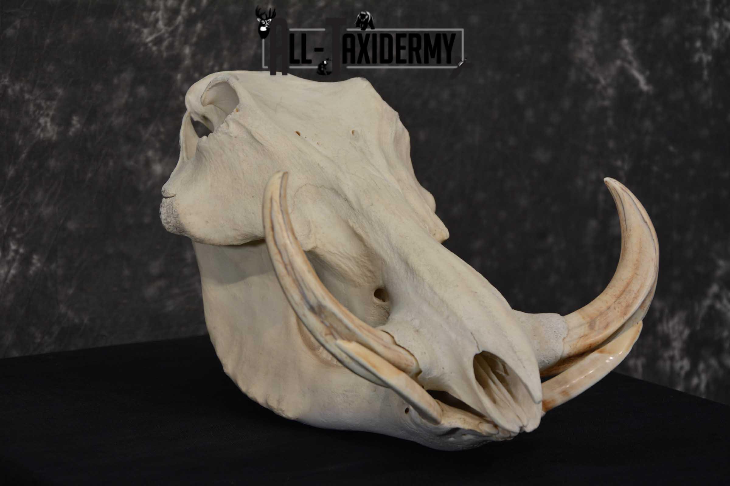 Warthog European Taxidermy Skull for sale SKU 1761 - Image 3