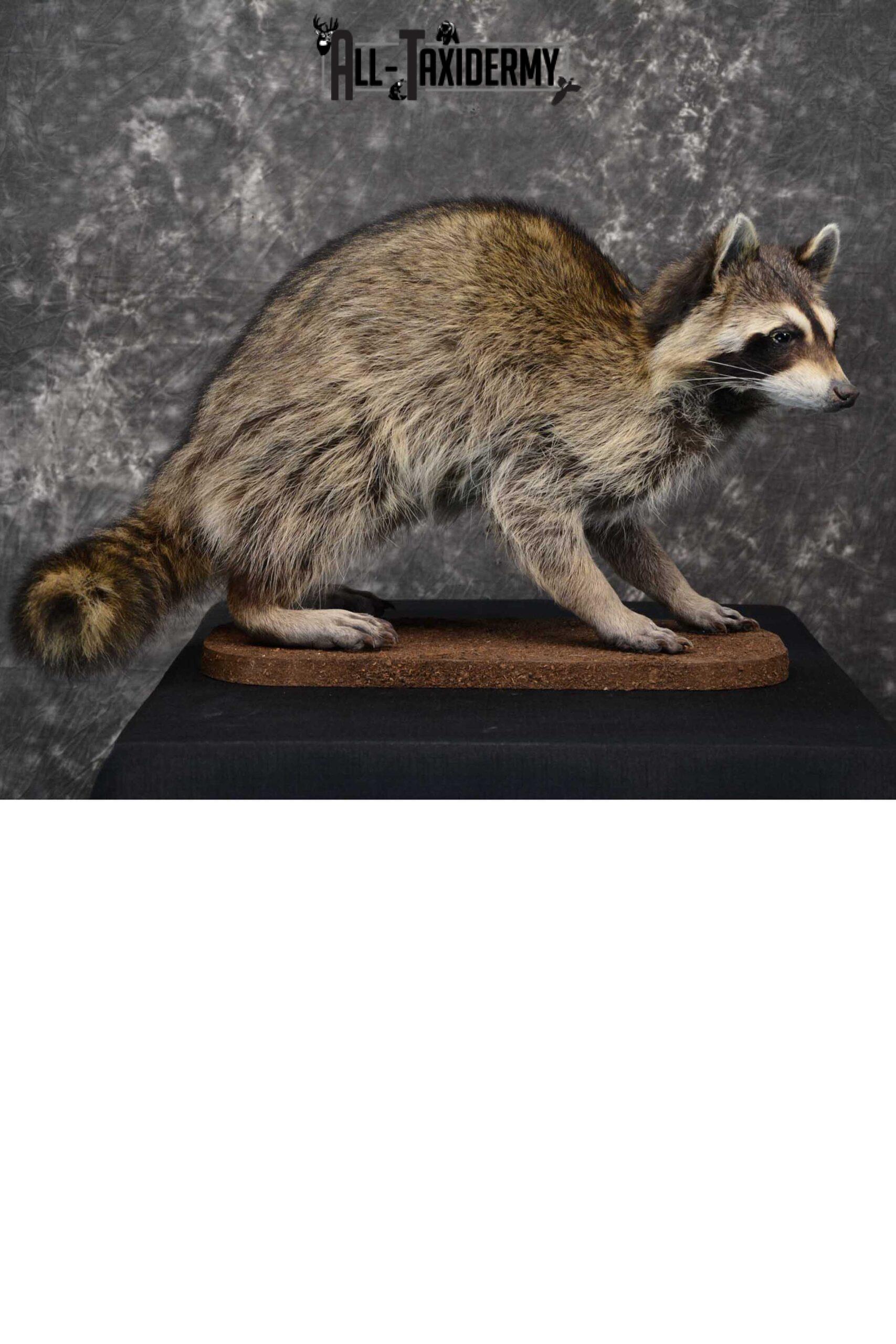 Raccoon Life size taxidermy mount for sale SKU 1767