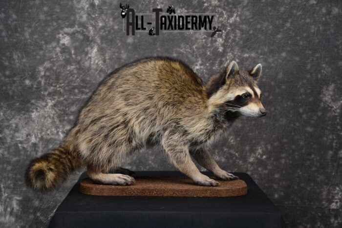 Raccoon Mount Standing