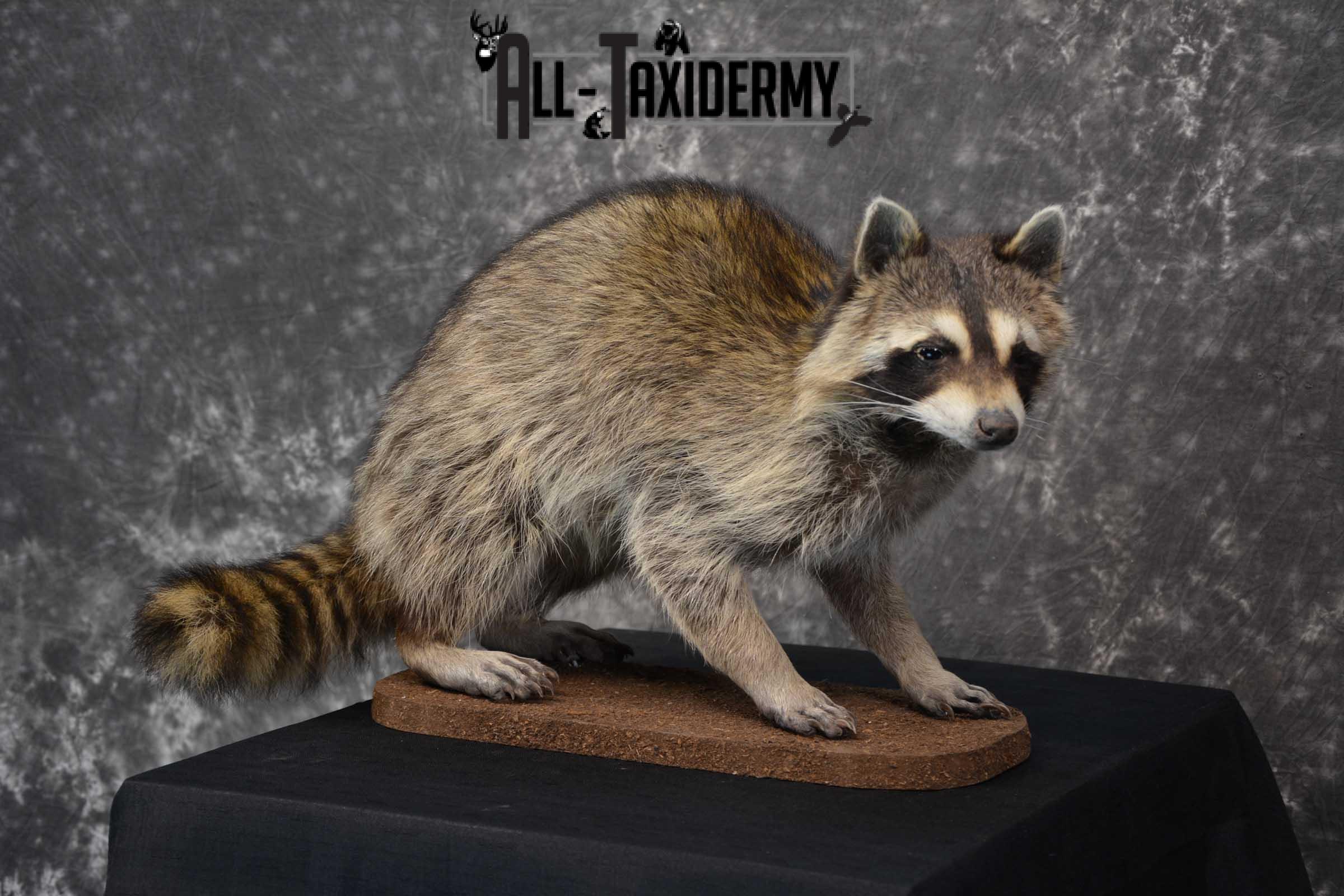 Raccoon Life size taxidermy mount for sale SKU 1767 - Image 5