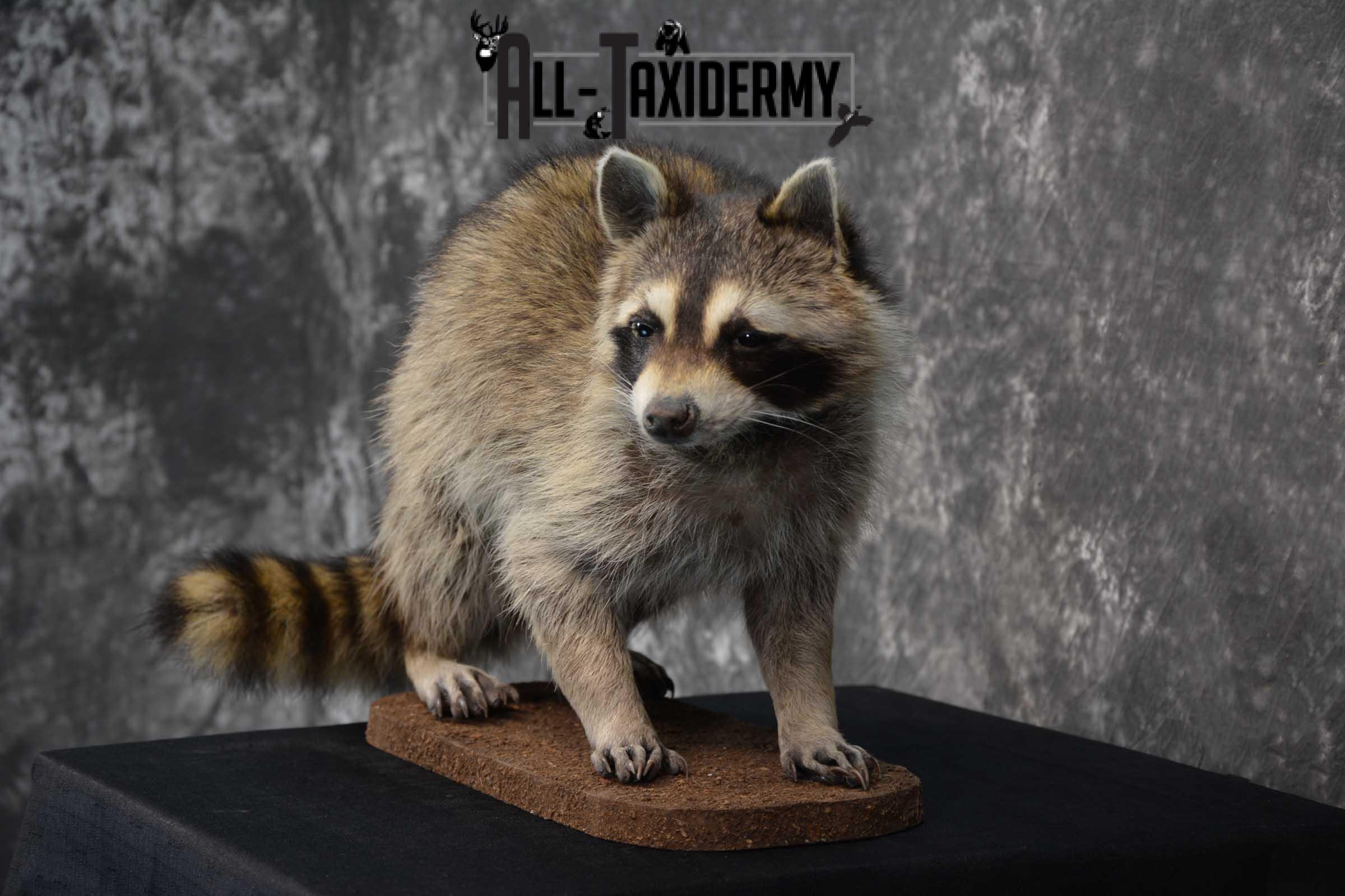 Raccoon Life size taxidermy mount for sale SKU 1767 - Image 4