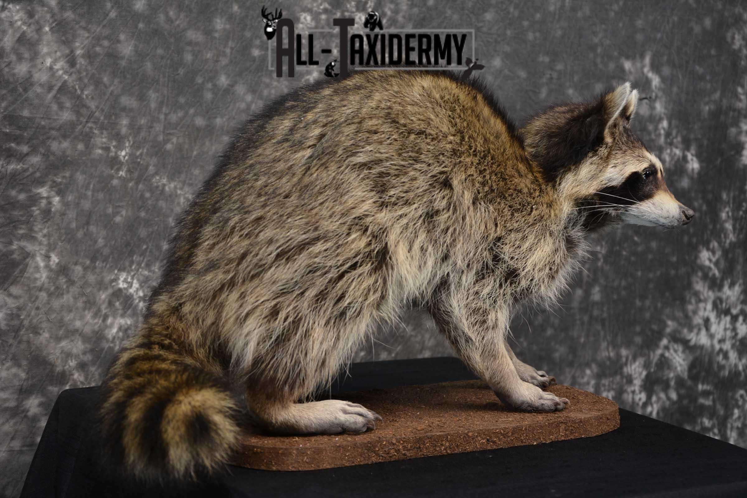 Raccoon Life size taxidermy mount for sale SKU 1767 - Image 3