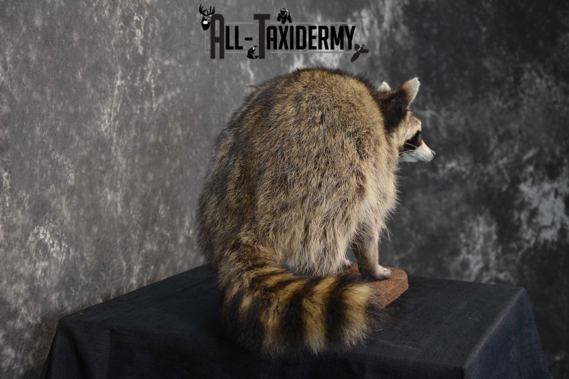Raccoon Life size taxidermy mount for sale SKU 1767 - Image 2