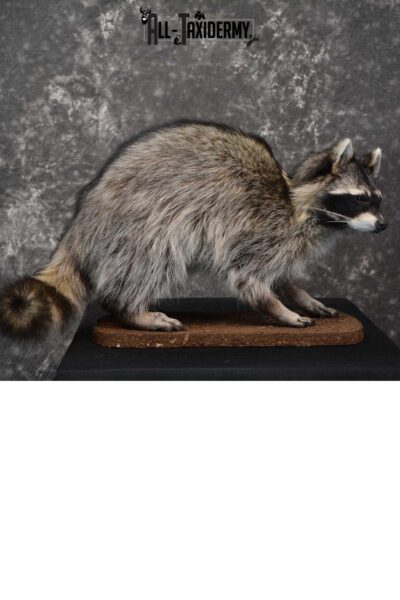 Raccoon Life size taxidermy mount for sale SKU 1768
