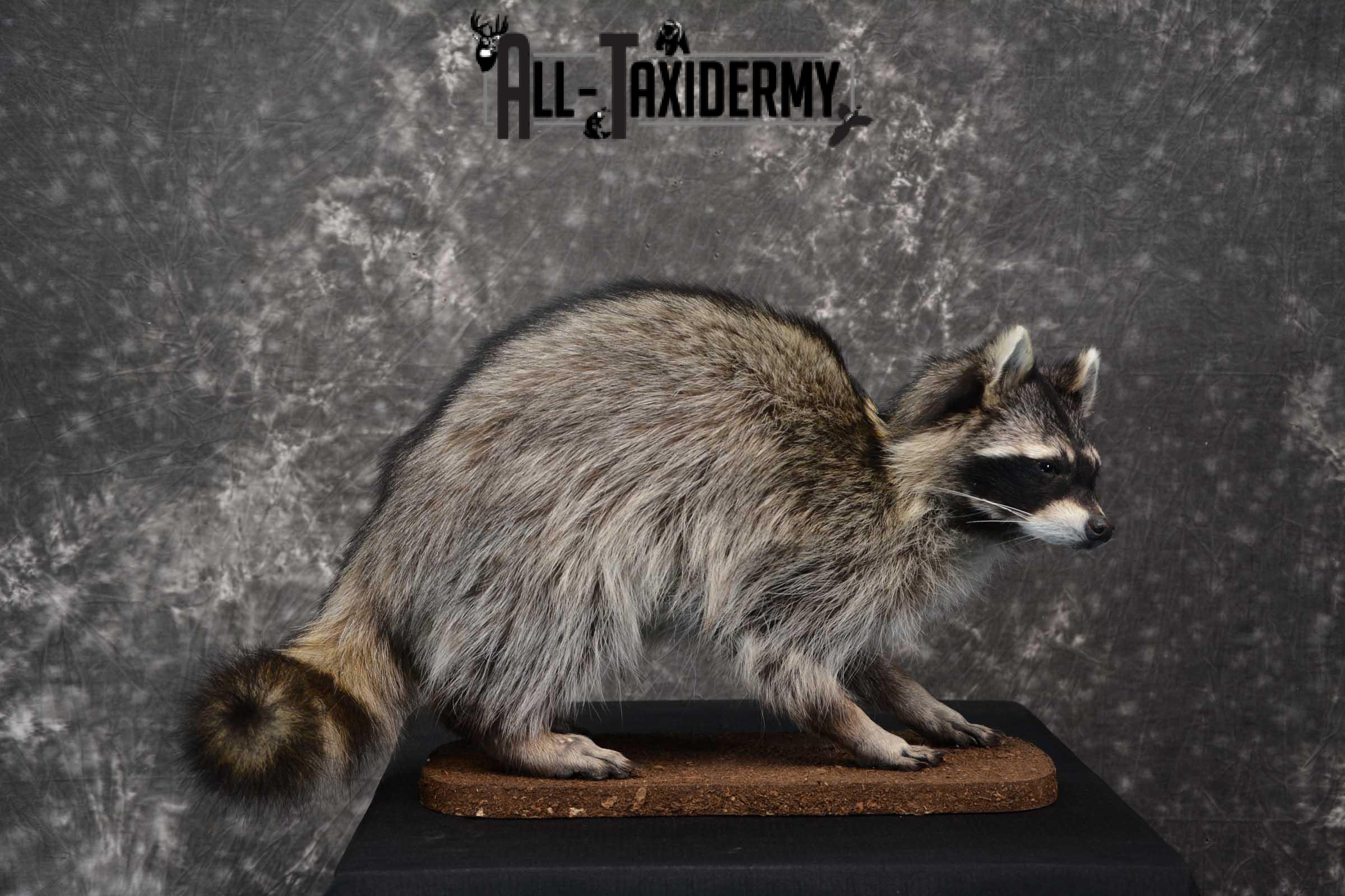 Raccoon Life size taxidermy mount for sale SKU 1768 - Image 6