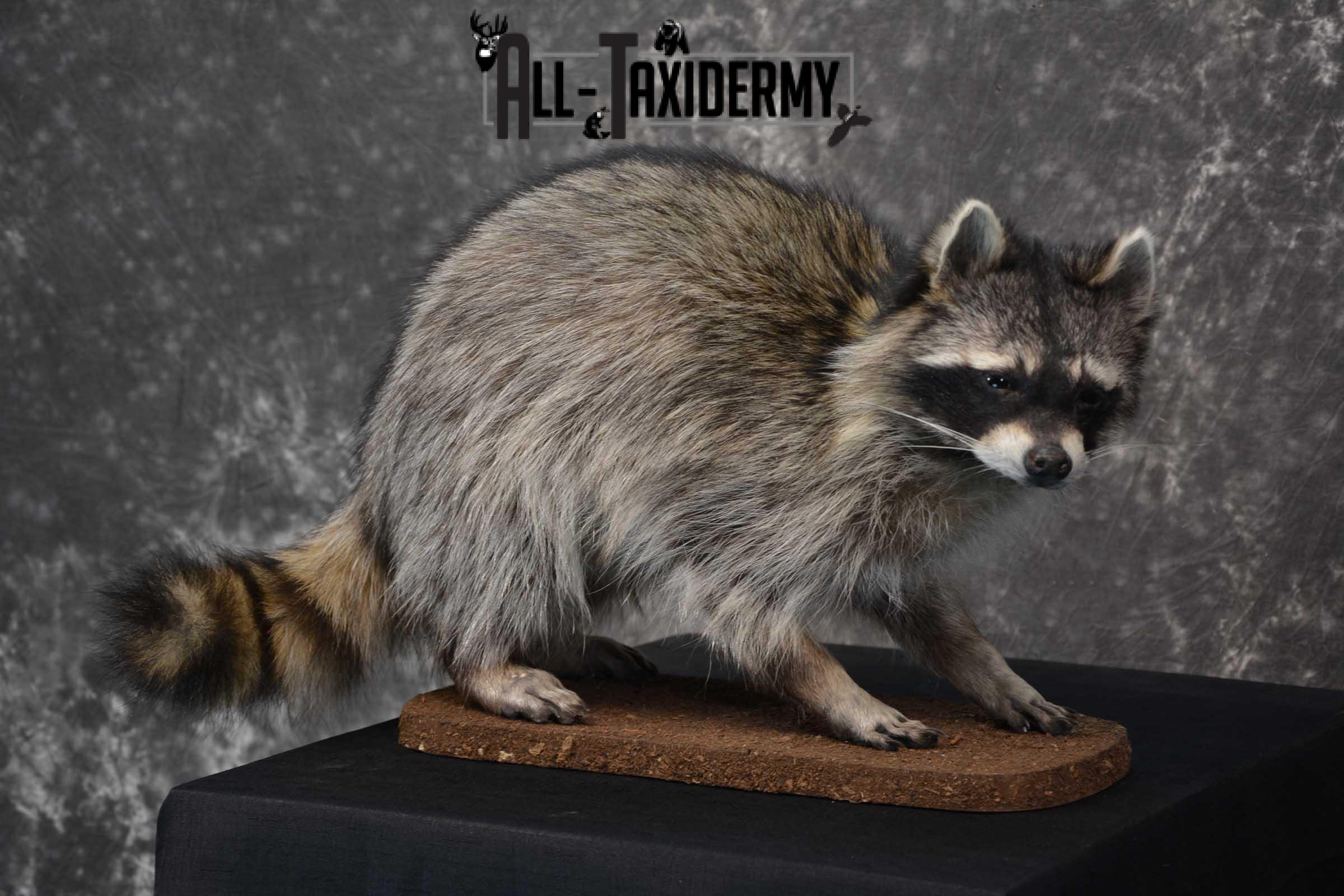 Raccoon Life size taxidermy mount for sale SKU 1768 - Image 5