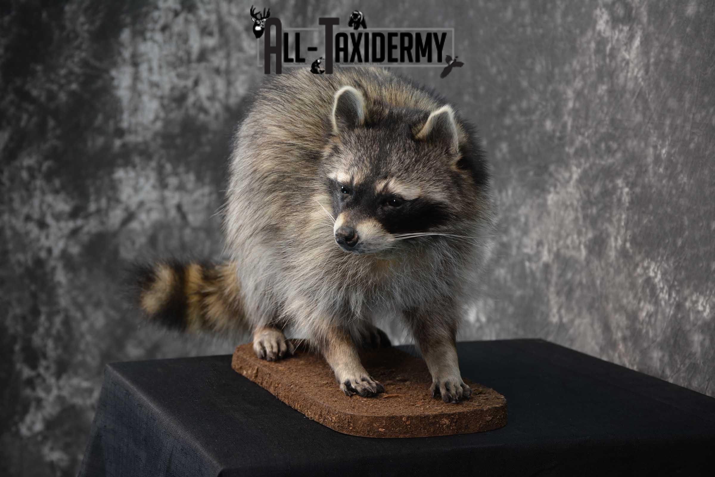 Raccoon Life size taxidermy mount for sale SKU 1768 - Image 4