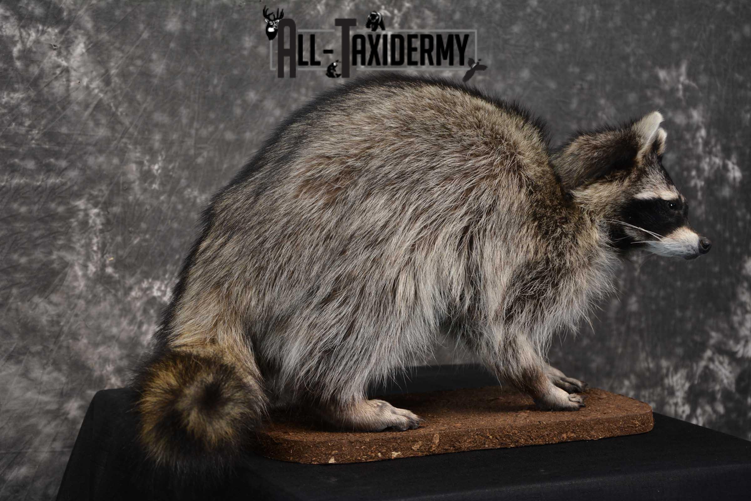 Life Size Racoon Raccoon Life size taxidermy mount for sale SKU 1768 - All Taxidermy