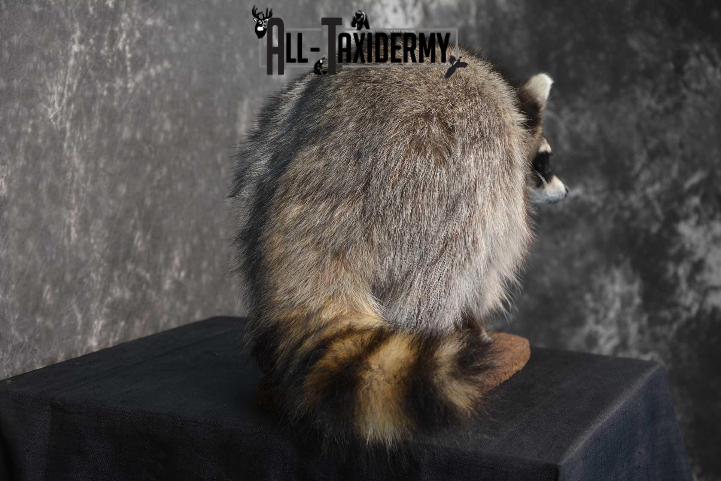Raccoon Life size taxidermy mount for sale SKU 1768 - Image 2