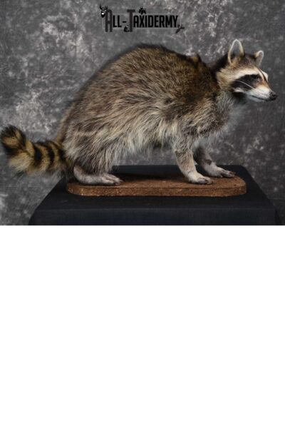 Raccoon life size taxidermy mount for sale SKU 1769