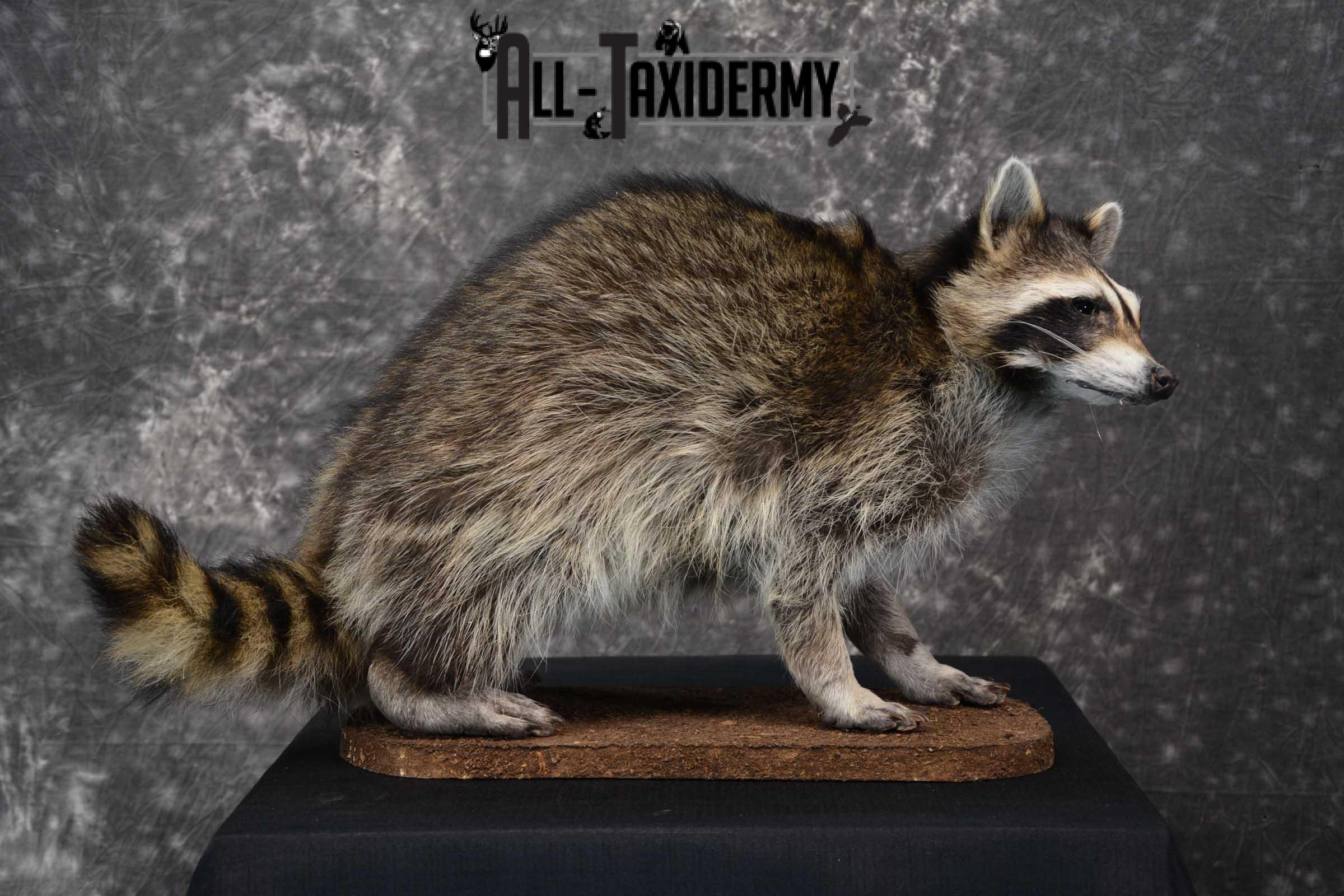 Raccoon life size taxidermy mount for sale SKU 1769 - Image 6