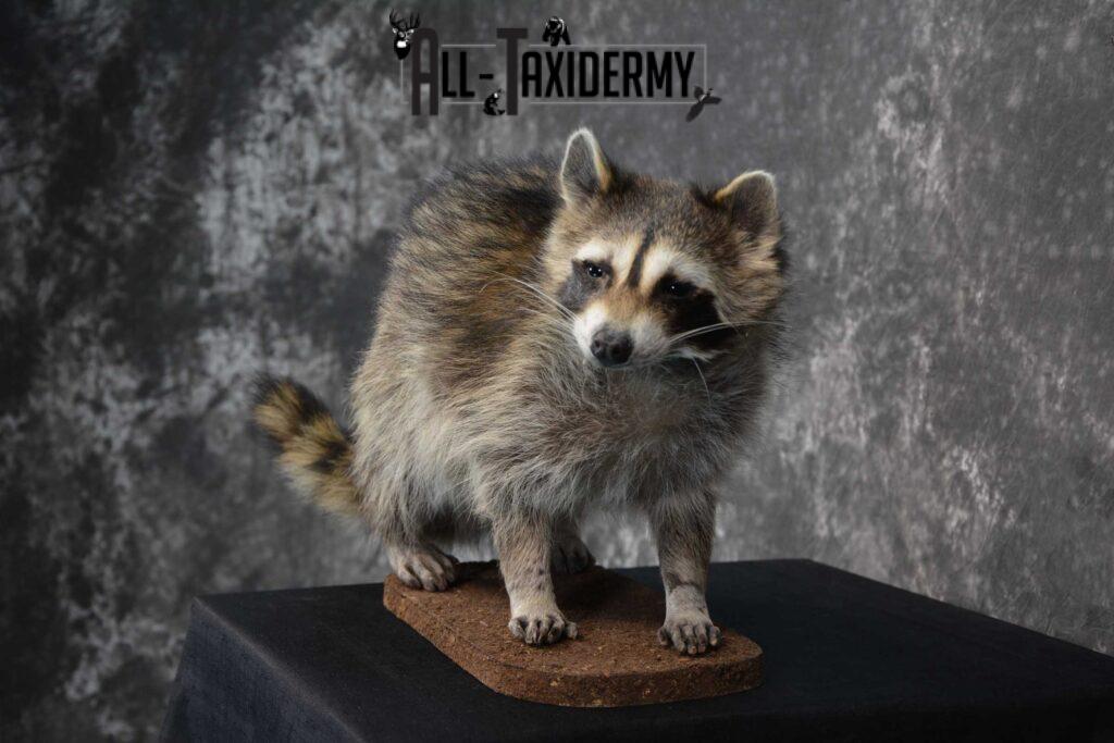 taxidermy raccoon for sale