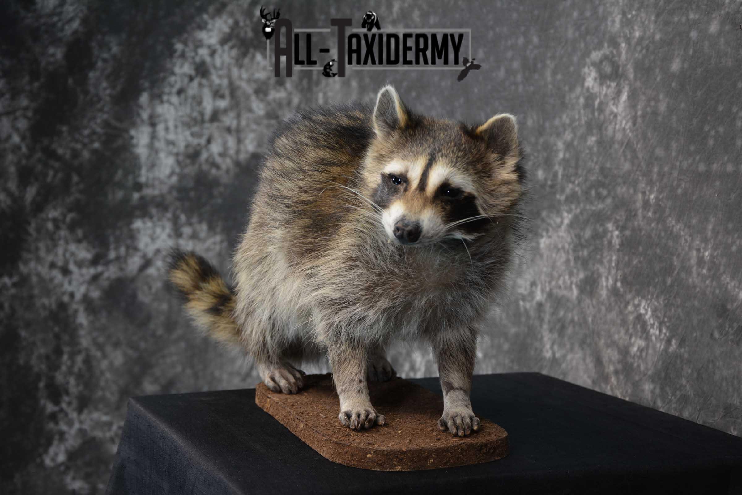 Raccoon life size taxidermy mount for sale SKU 1769 - Image 4