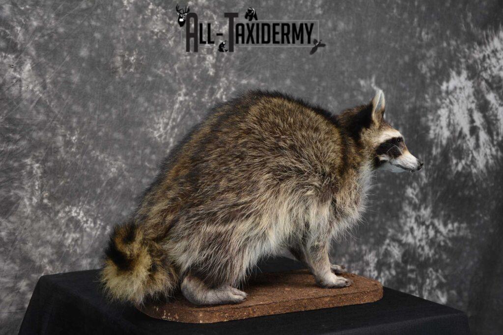 taxidermy raccoon for sale