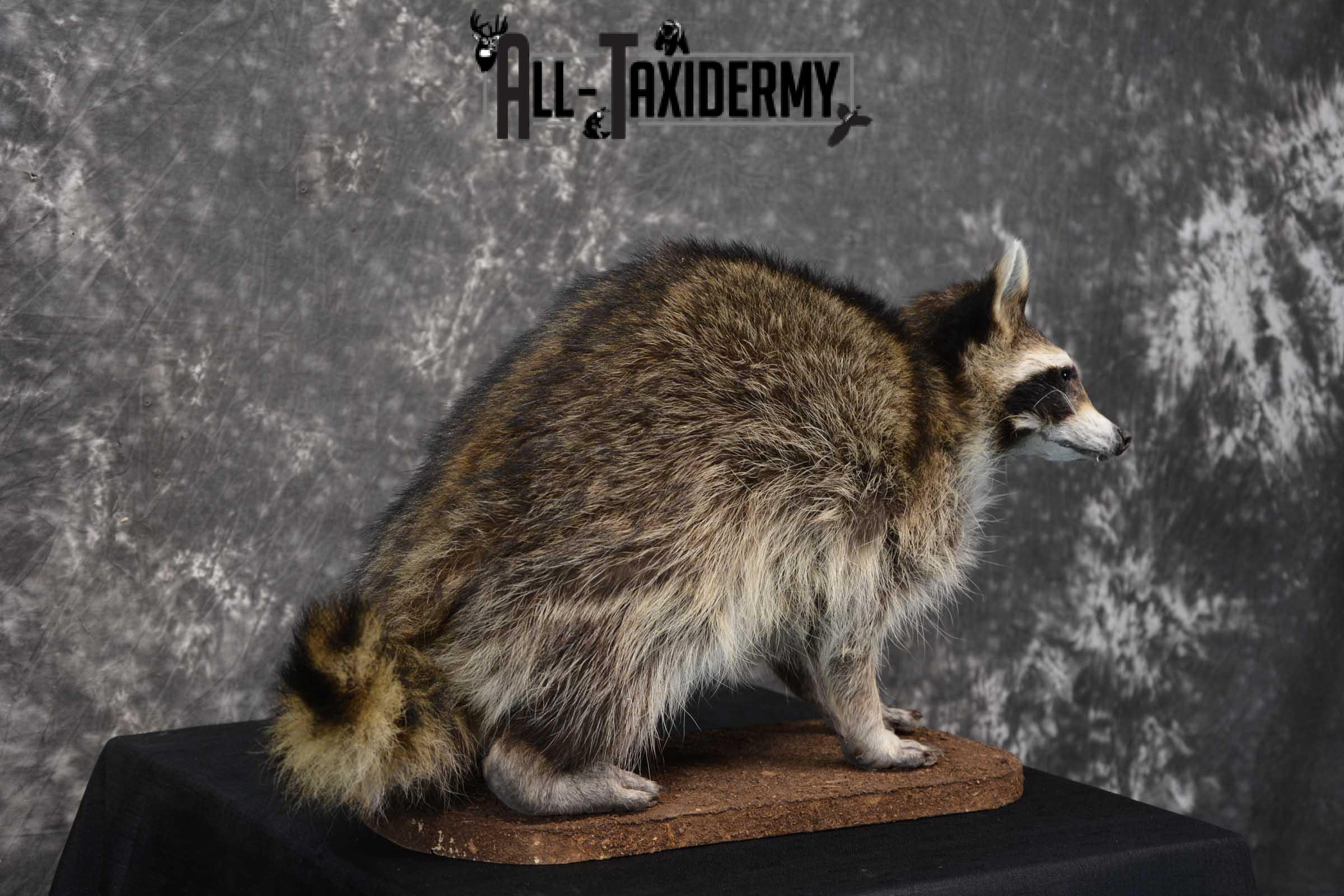 Raccoon life size taxidermy mount for sale SKU 1769 - Image 3