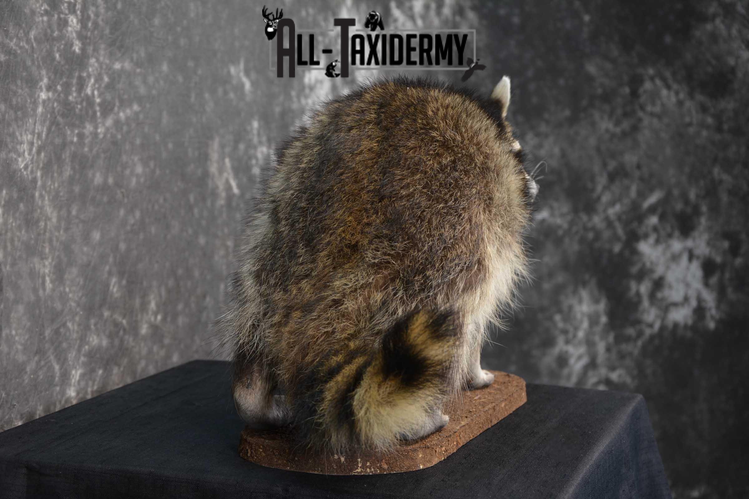 Raccoon life size taxidermy mount for sale SKU 1769 - Image 2