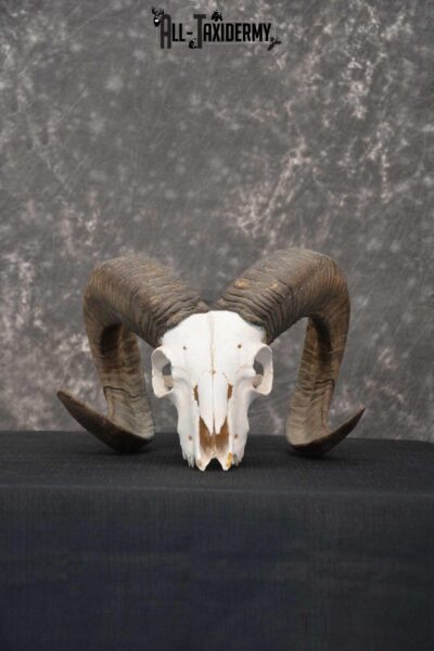 Sheep Skull taxidermy for sale SKU 1772