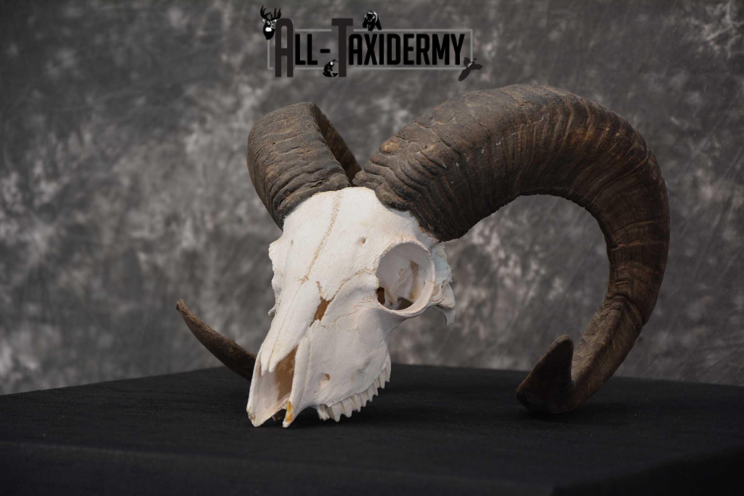 Sheep Skull taxidermy for sale SKU 1772 - Image 5