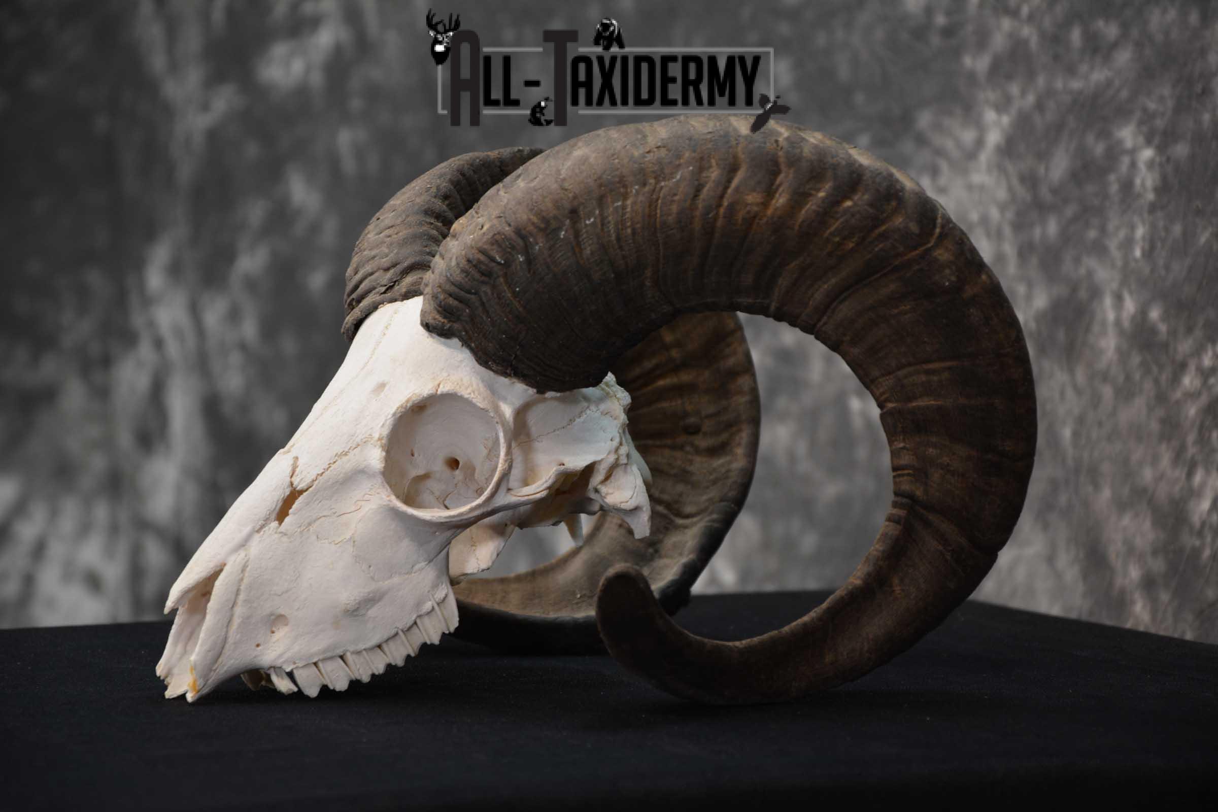 Sheep Skull taxidermy for sale SKU 1772 - Image 4
