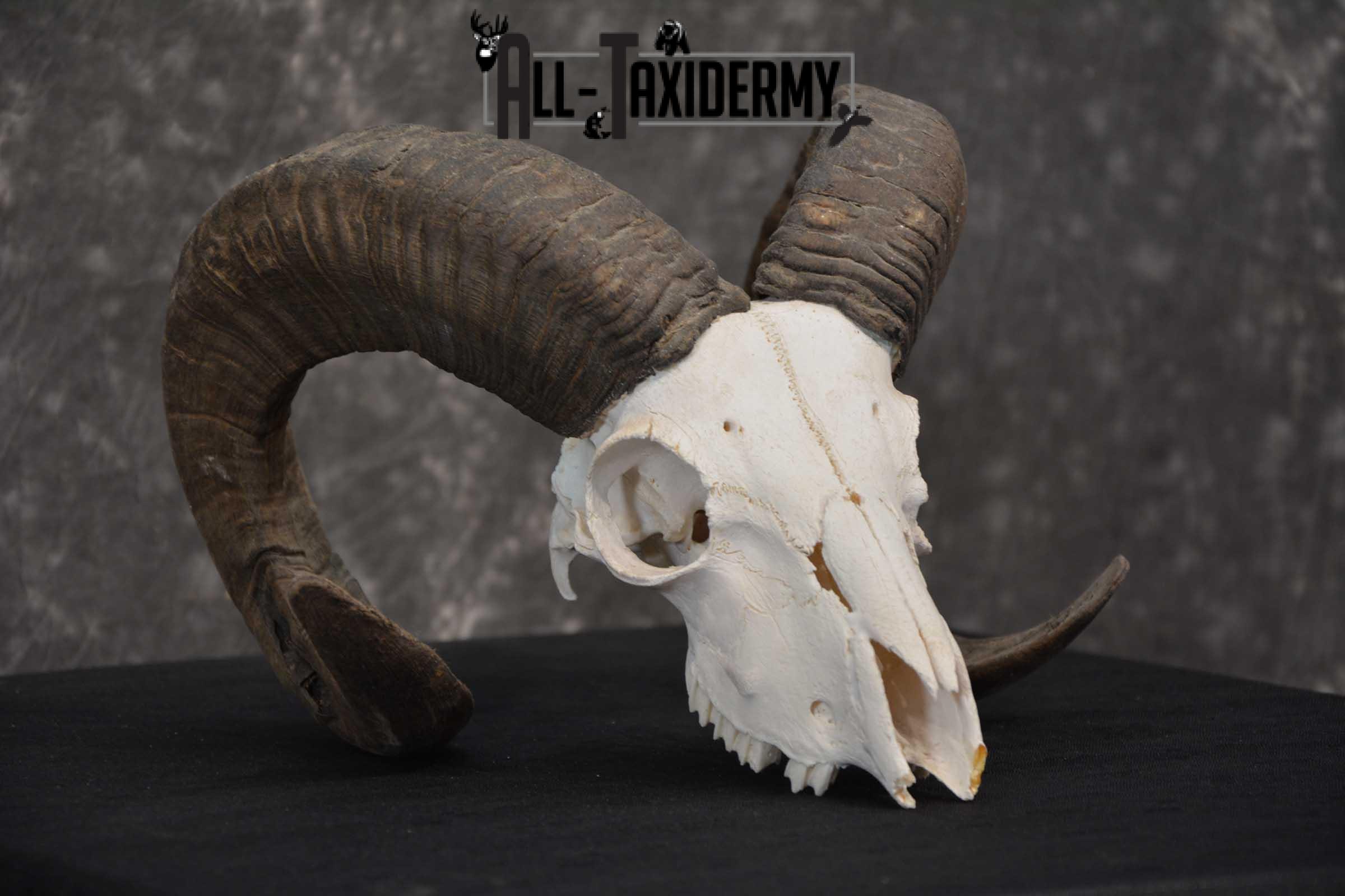 Sheep Skull taxidermy for sale SKU 1772 - Image 3