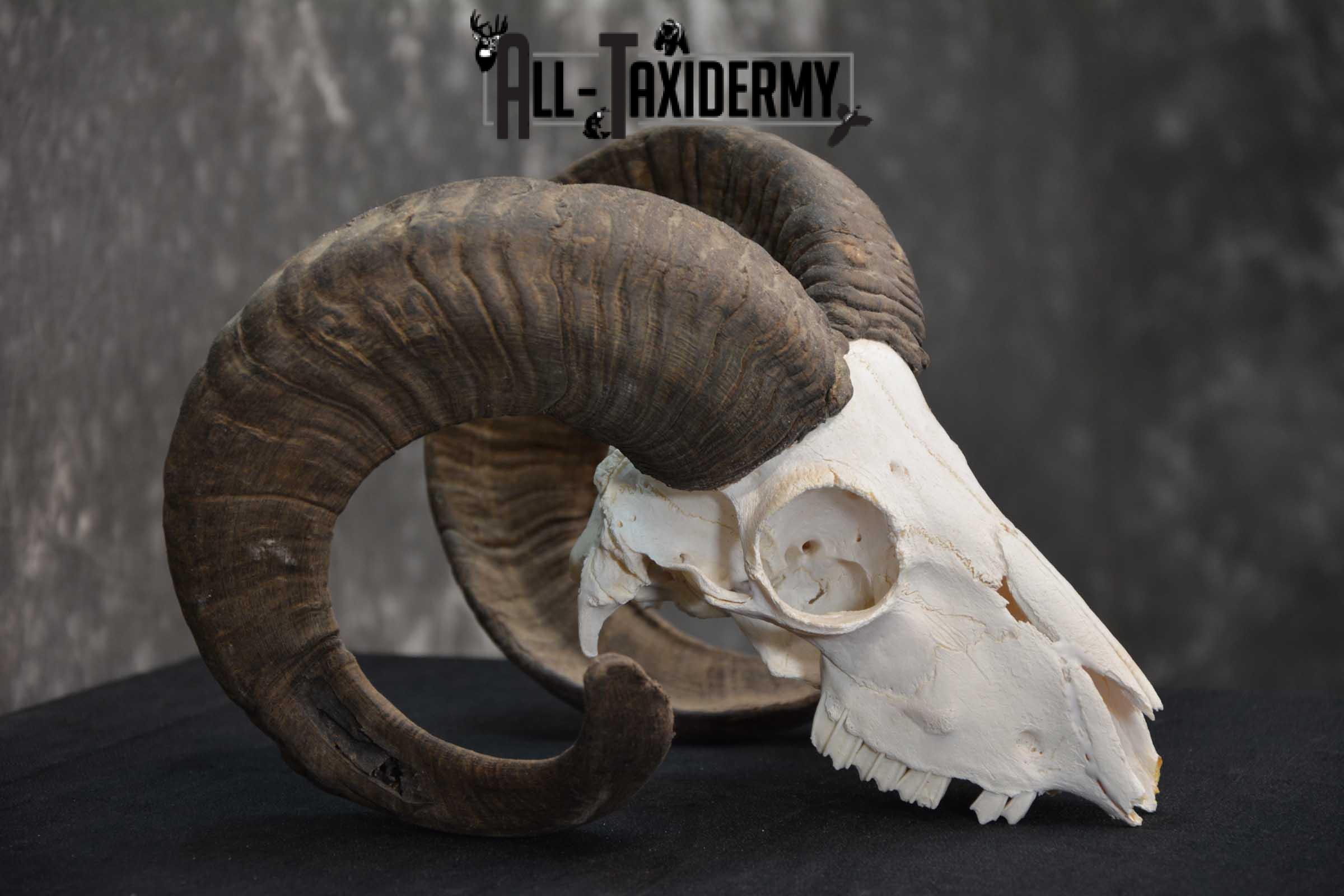 Sheep Skull taxidermy for sale SKU 1772 - Image 2