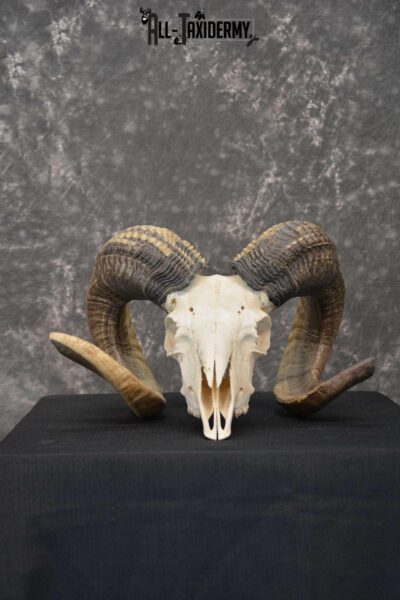Sheep Full Curl european skull taxidermy for sale SKU 1774