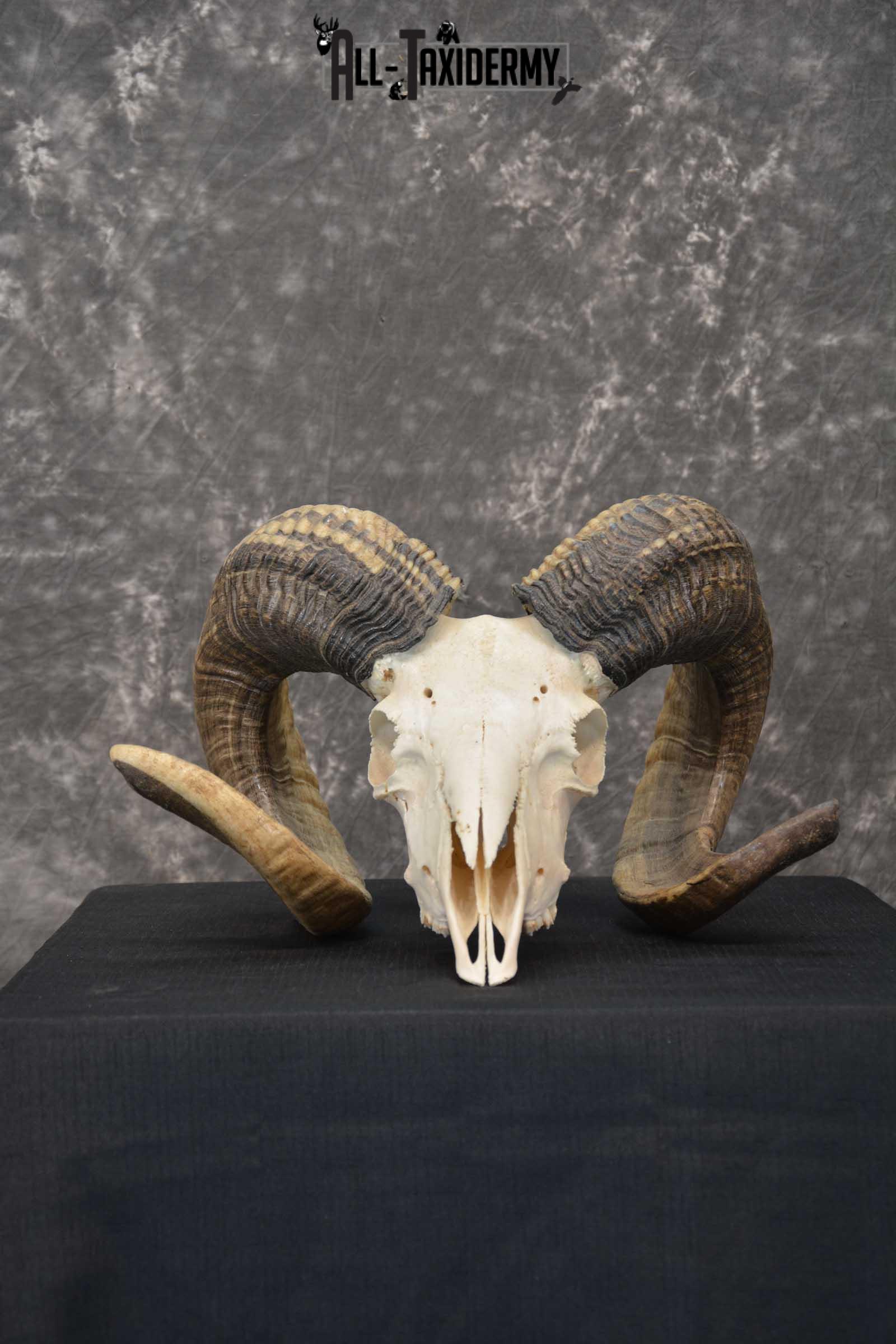 Sheep Full Curl european skull taxidermy for sale SKU 1774