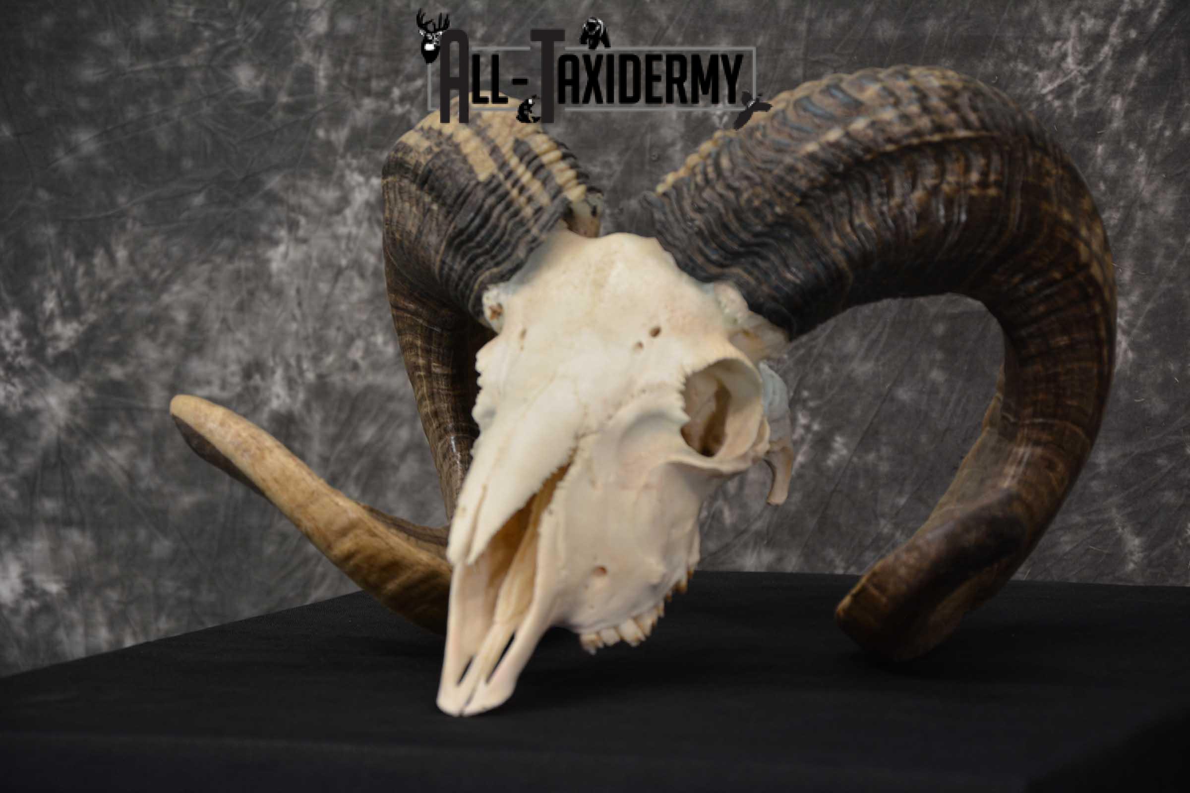 Sheep Full Curl european skull taxidermy for sale SKU 1774 - Image 5