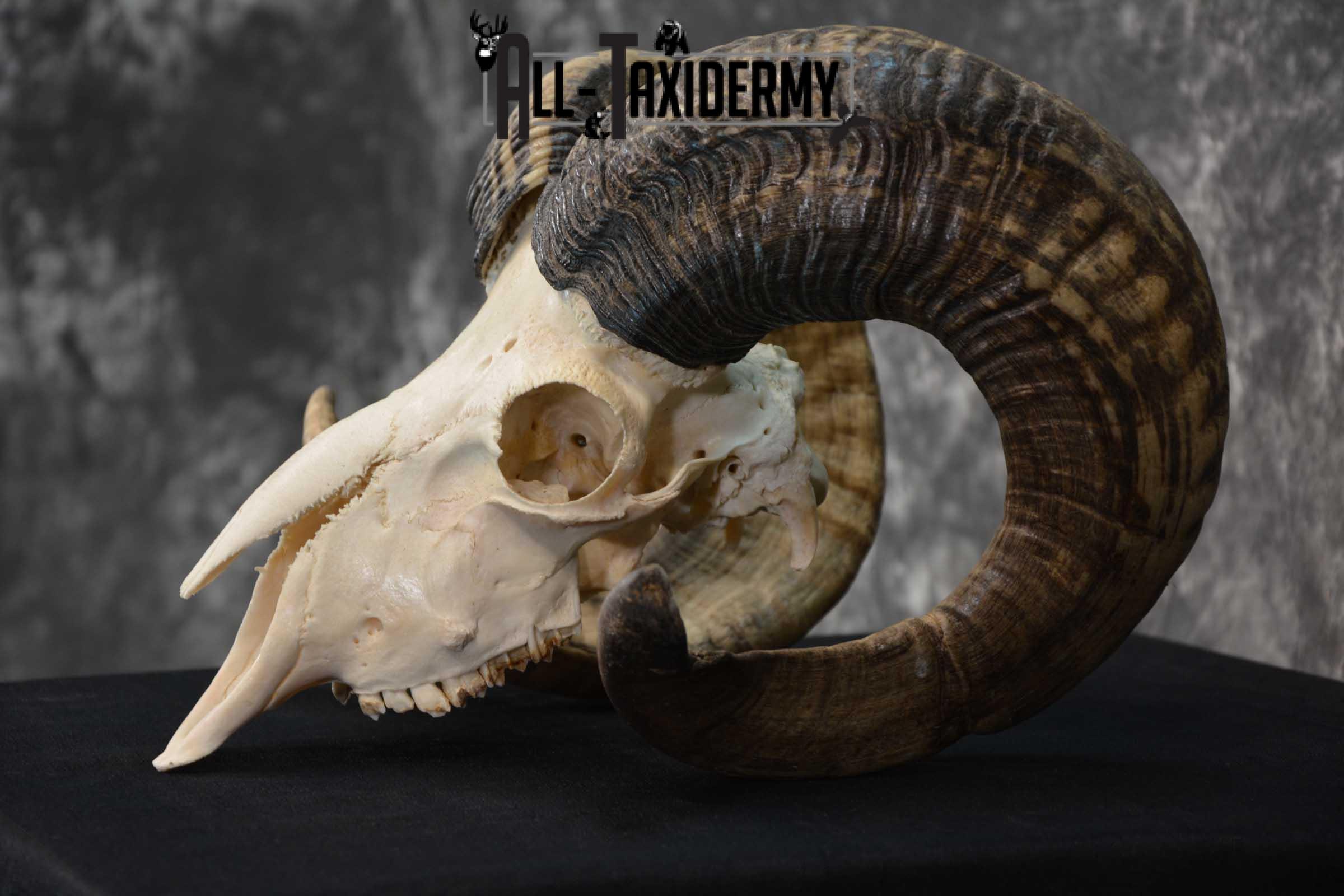 Sheep Full Curl european skull taxidermy for sale SKU 1774 - Image 4