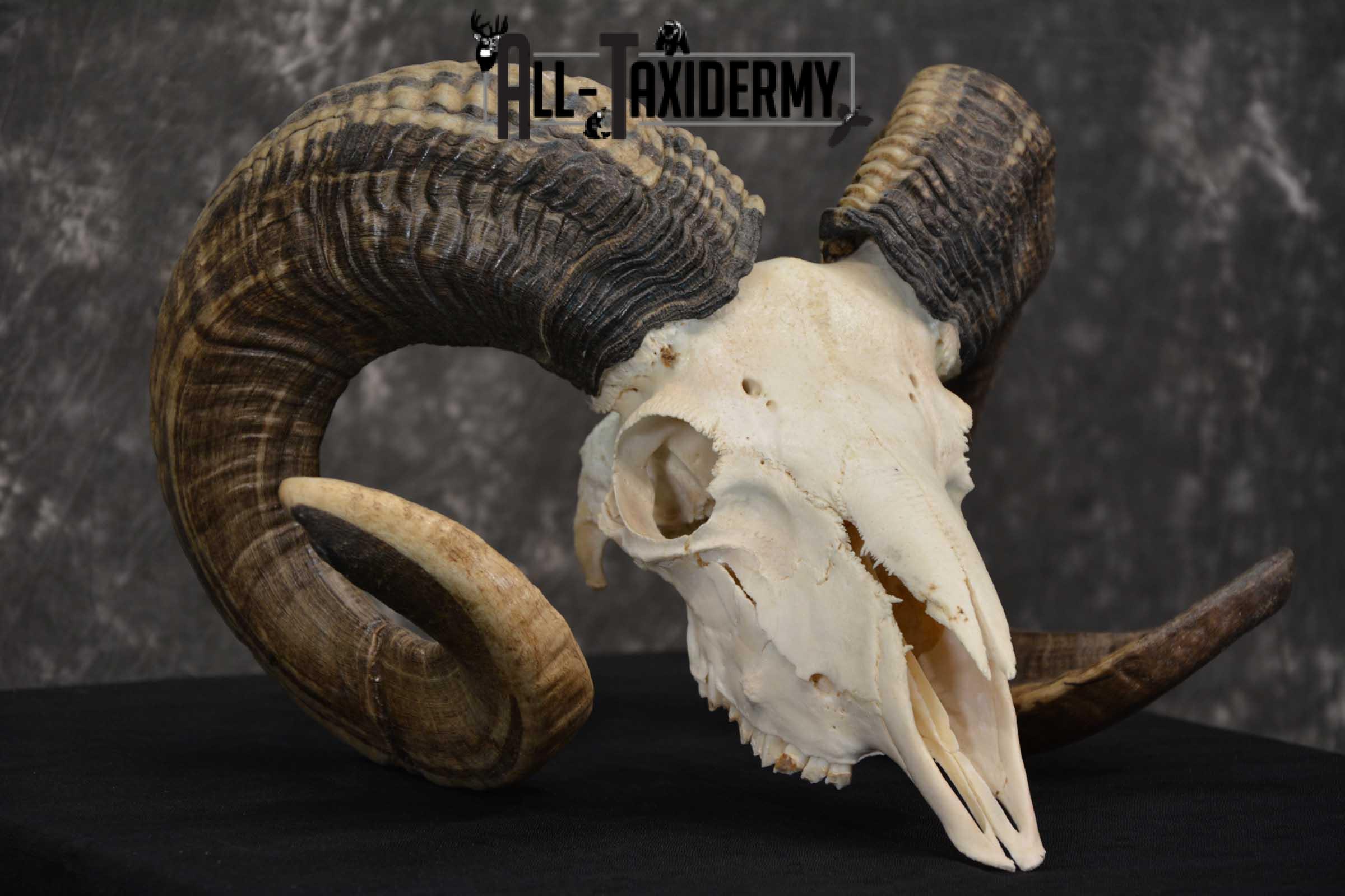 Sheep Full Curl european skull taxidermy for sale SKU 1774 - Image 3