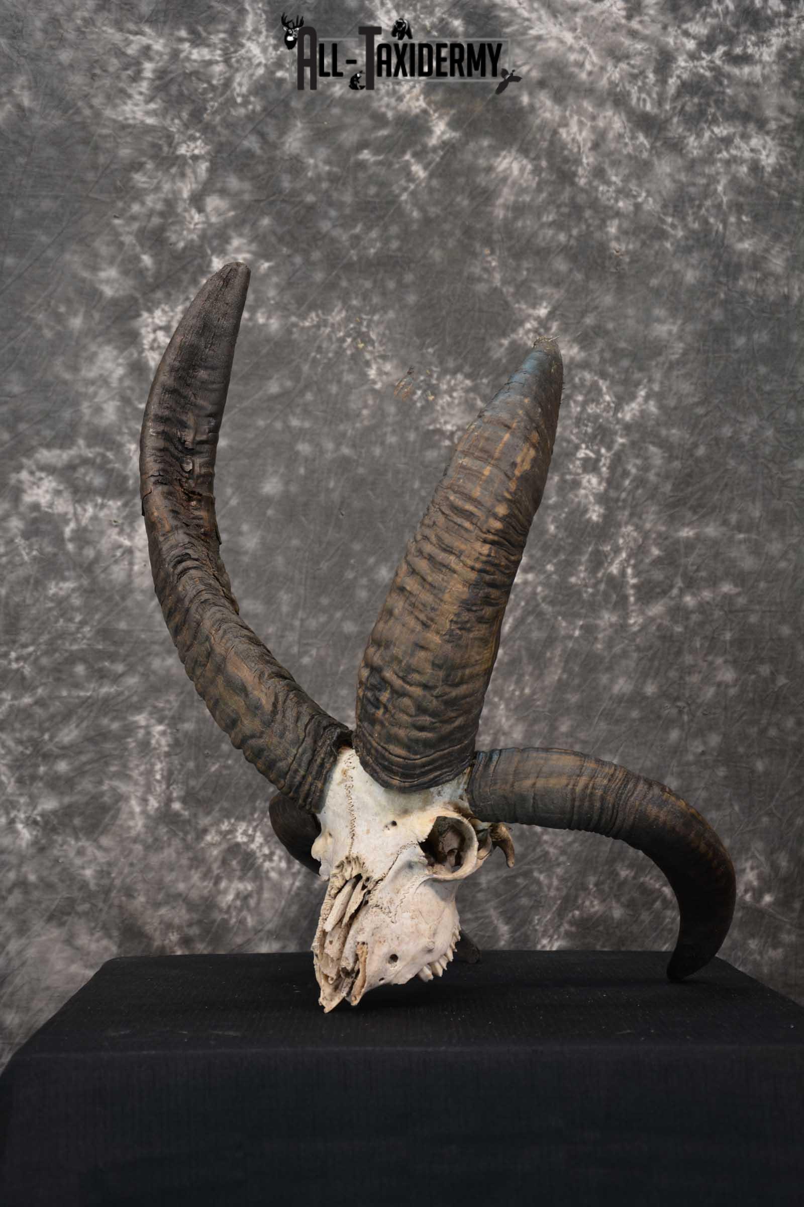Jacobs 4 horn european skull taxidermy for sale SKU 1781