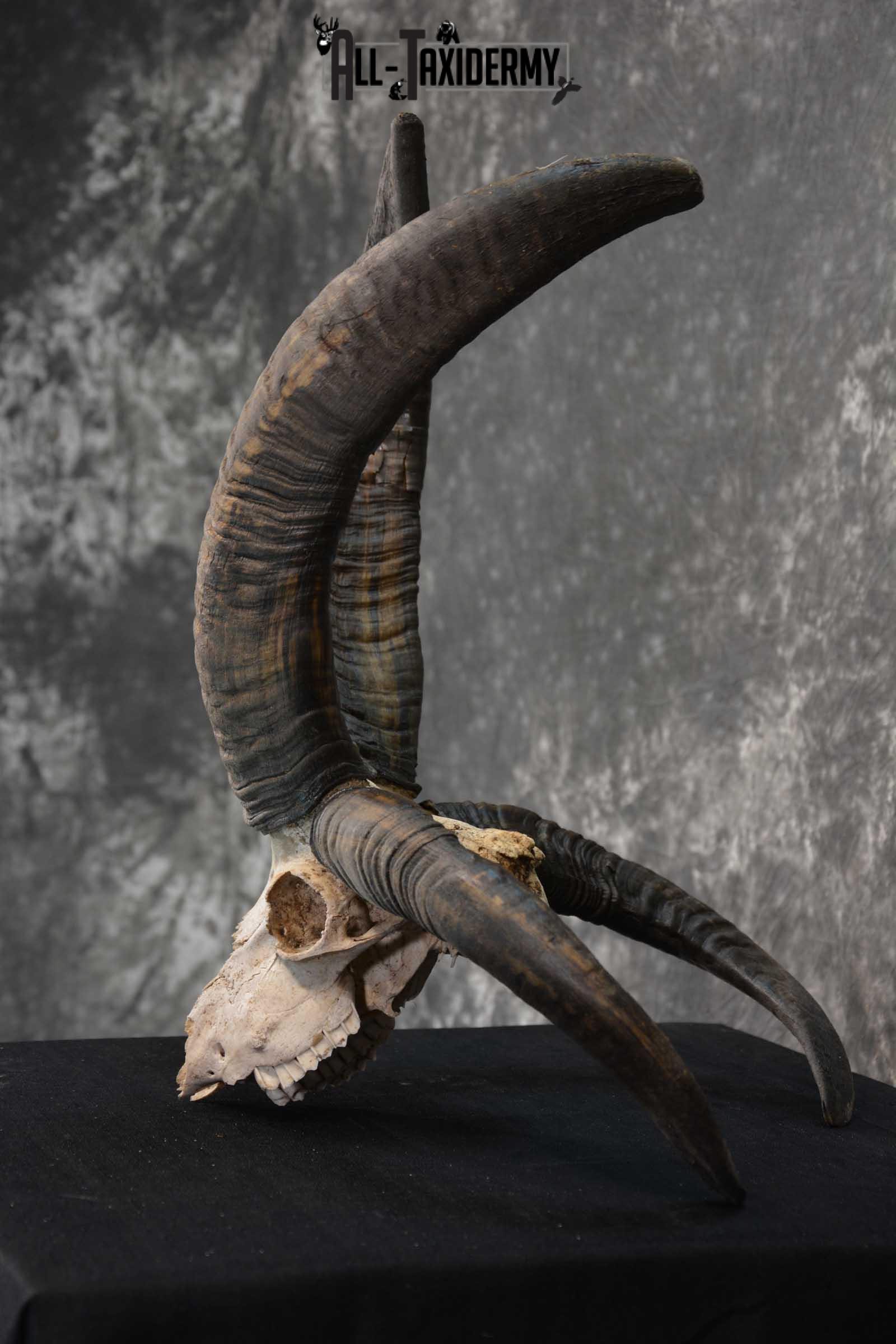 Jacobs 4 horn european skull taxidermy for sale SKU 1781 - Image 4