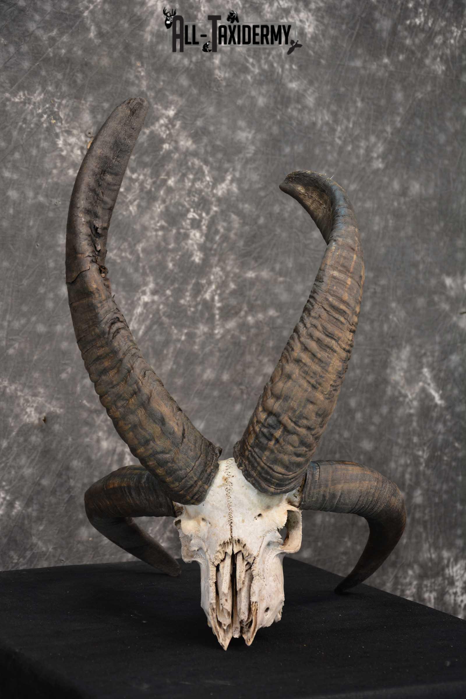 Jacobs 4 horn european skull taxidermy for sale SKU 1781 - Image 3