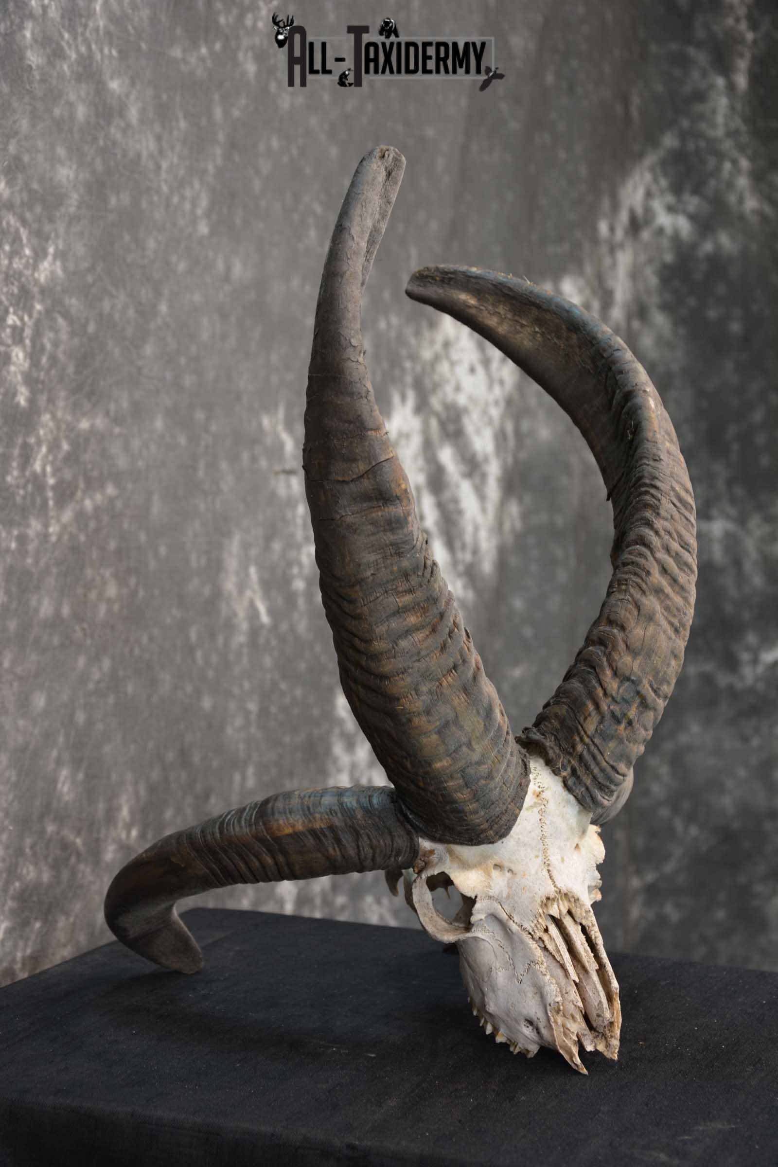 Jacobs 4 horn european skull taxidermy for sale SKU 1781 - Image 2