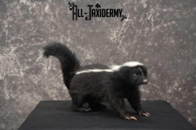 Full body skunk taxidermy mount for sale SKU 1779