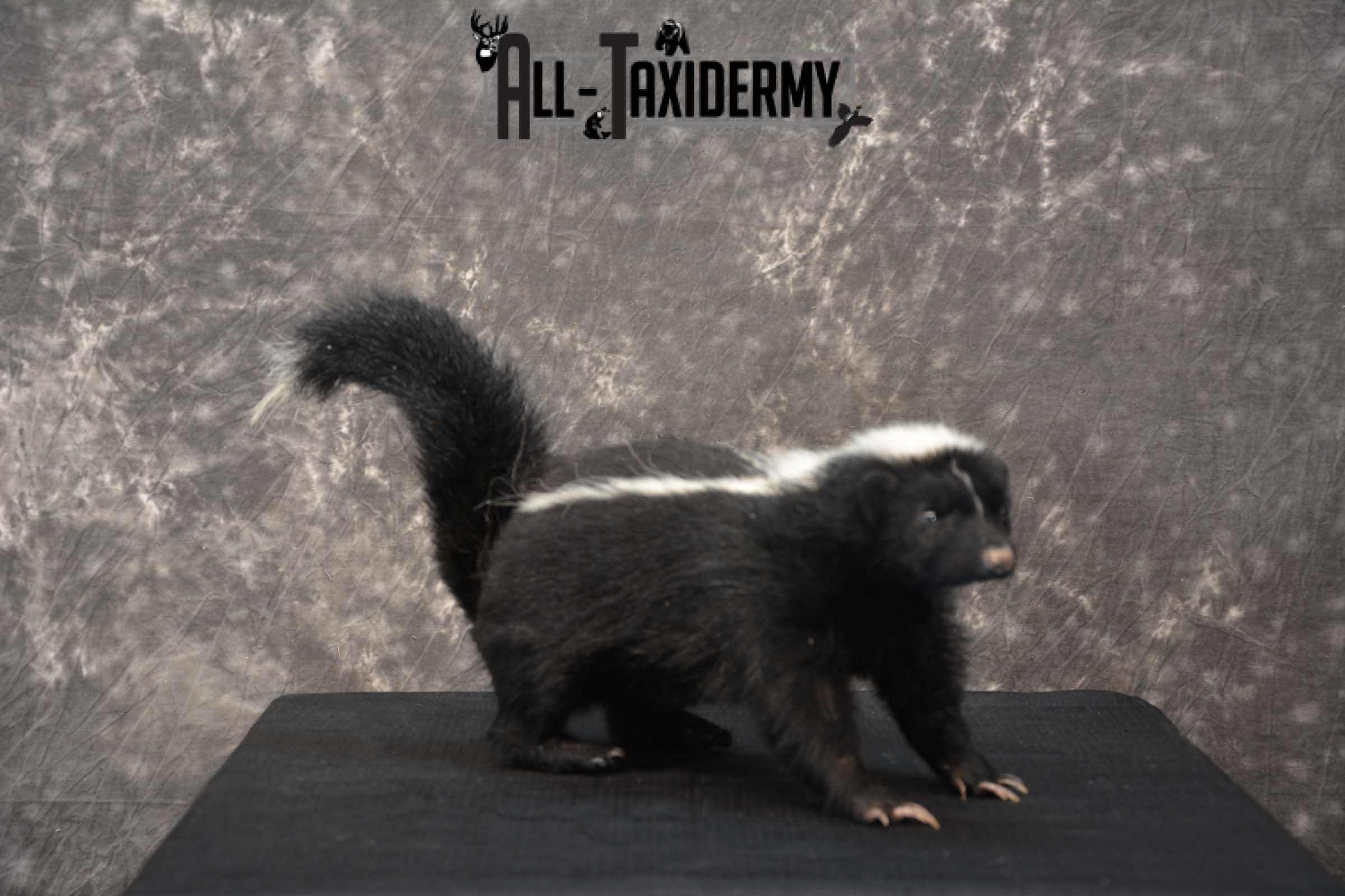 Full body skunk taxidermy mount for sale SKU 1779