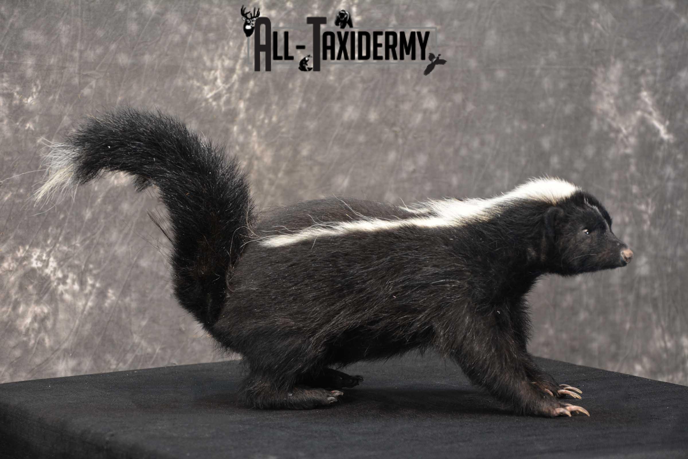 Full body skunk taxidermy mount for sale SKU 1779 - Image 4