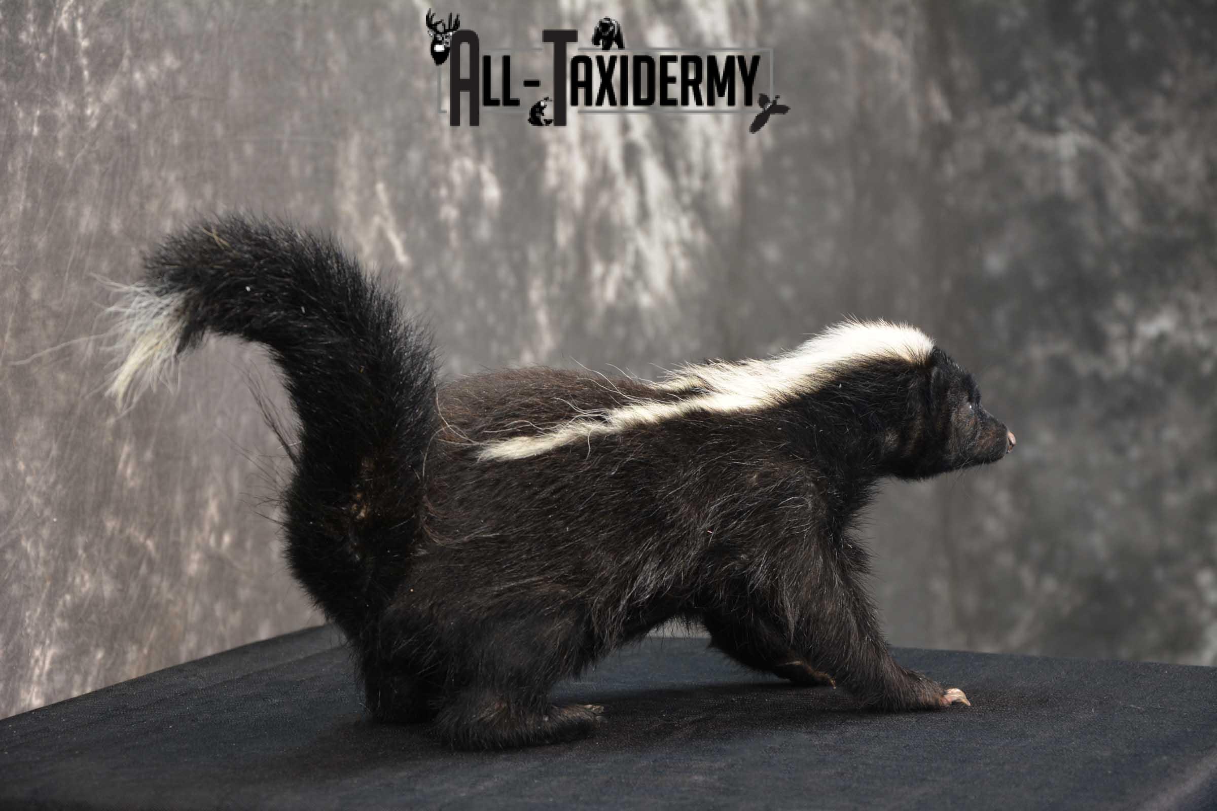 Full body skunk taxidermy mount for sale SKU 1779 - Image 3