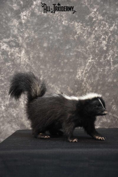 Full body Skunk taxidermy mount for sale SKU 1778