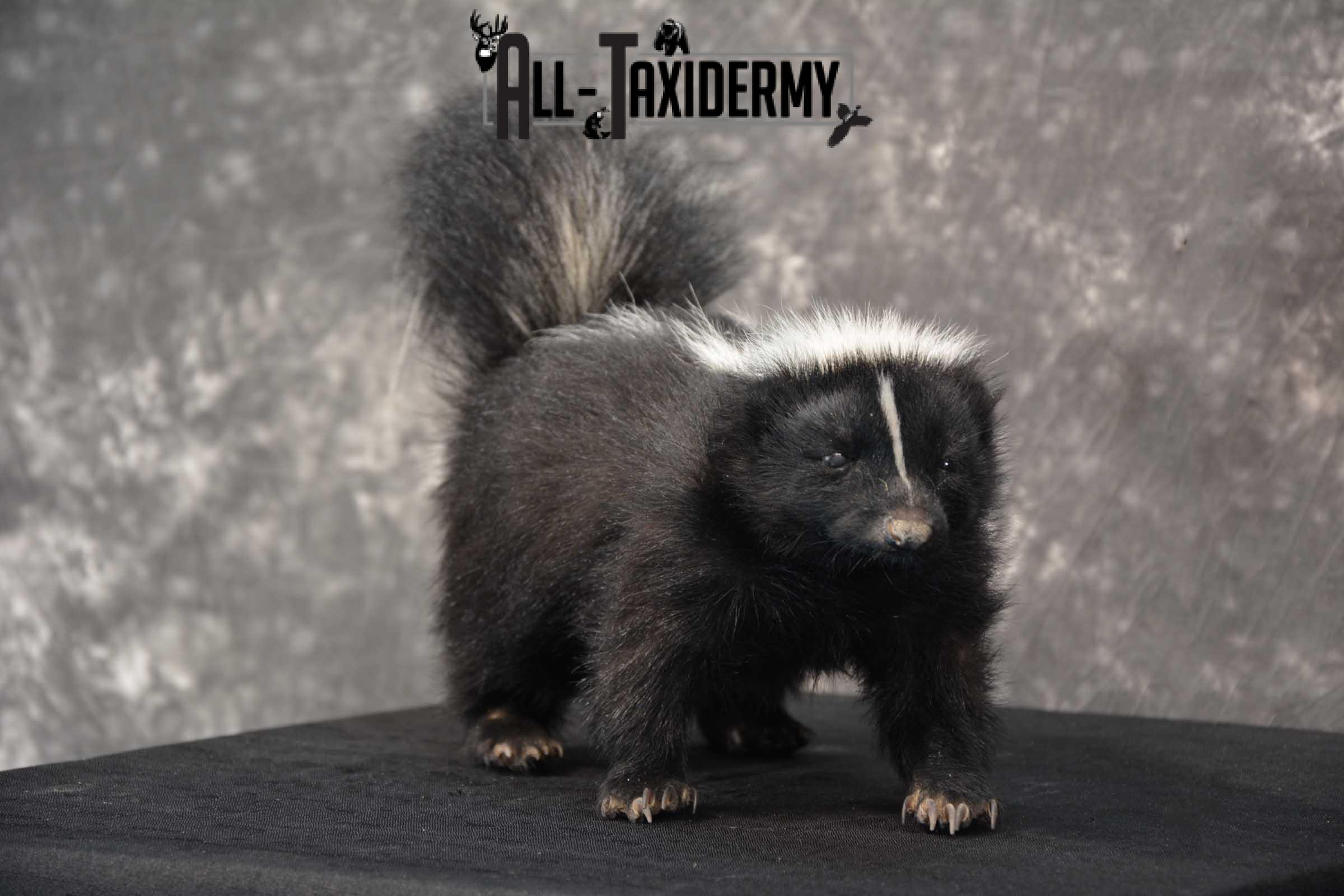 Full body Skunk taxidermy mount for sale SKU 1778 - Image 5