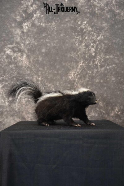 Full body skunk taxidermy mount for sale SKU 1780