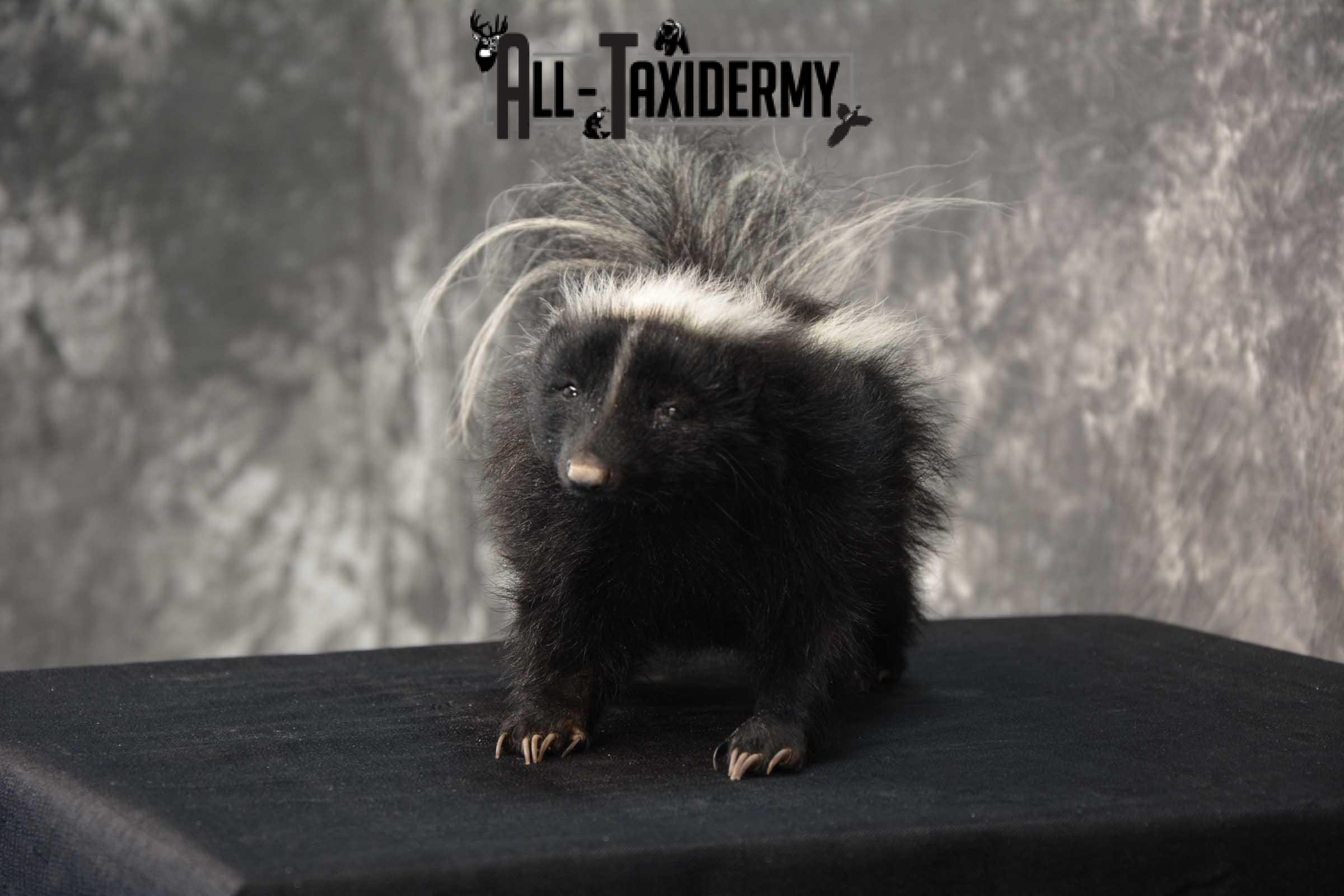 Full body skunk taxidermy mount for sale SKU 1780 - Image 4